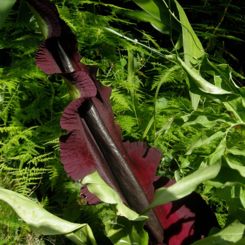 Dragon Arum Dracunculus vulgaris